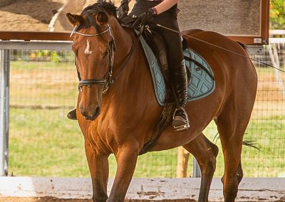 Equestrian photograph by Leslie Sherlin