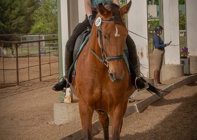 Equestrian photograph by Leslie Sherlin