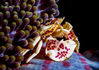 Underwater photograph from Dumaguete, Negros Island, Philippines by Leslie Sherlin