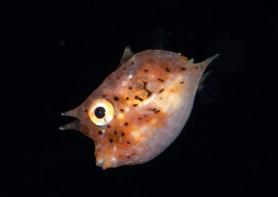 Underwater photograph from Komodo, Indonesian Islands by Leslie Sherlin
